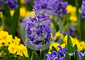 Hyacinth