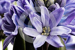 Hyacinth