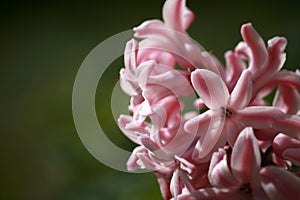 Hyacinth