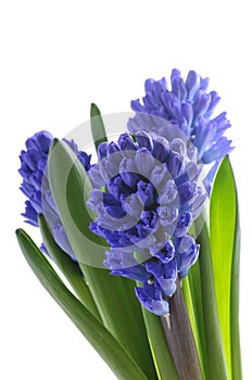 Hyacinth