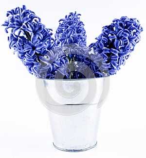 Hyacinth