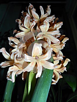 Hyacinth