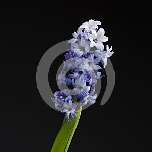 Hyacinth