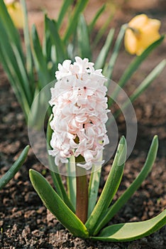 Hyacinth `Apricot Passion` blooms in the garden in spring