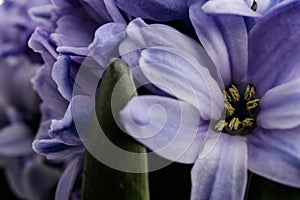 Hyacinth as background. Blossom