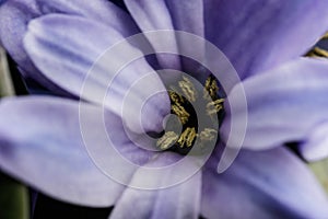Hyacinth as background. Blossom