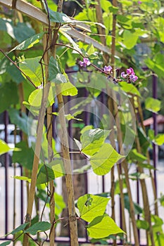 Hyacinth bean Close up in garden