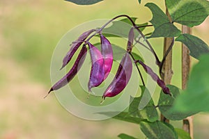 Hyacinth bean Close up in garden