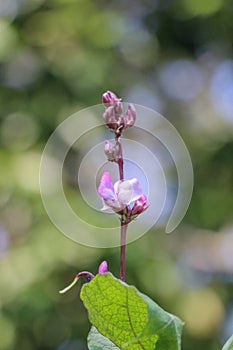 Hyacinth bean Close up in garden