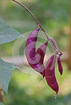 Hyacinth bean Close up in garden