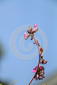 Hyacinth bean Close up in garden