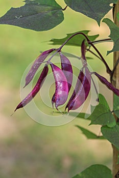 Hyacinth bean Close up in garden