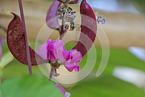 Hyacinth bean Close up in garden