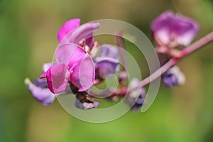 Hyacinth bean Close up in garden