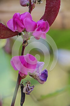 Hyacinth bean Close up in garden