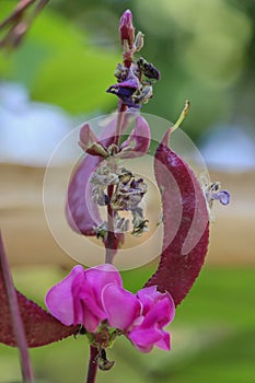 Hyacinth bean Close up in garden