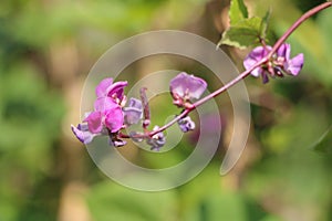 Hyacinth bean Close up in garden