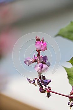 Hyacinth bean Close up in garden