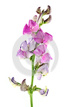 Hyacinth bean flower