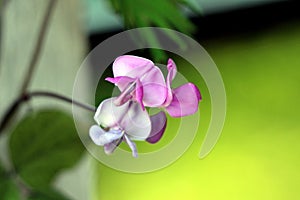 Hyacinth bean or Lablab purpureus flowering vine with lilac rose blossom flowers on green leaves and grey wall background
