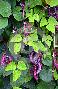 Hyacinth Bean Pod Vine