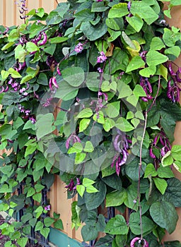 Hyacinth Bean Pod Vine