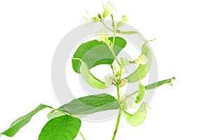 Hyacinth bean valor or indian papdi beans on white background photo