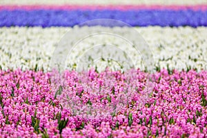 Hyacinth. Beautiful colorful pink, blue and white hyacinth flowers in spring garden, colorful floral background, flower fields