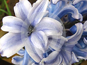 Hyacinth . Beauty of blue spring flower. Macro. Background.