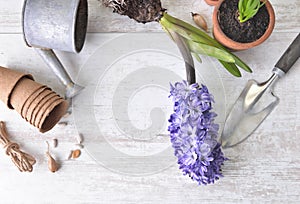 hyacinth blooming, shovel and flower pot with a little watering can on a white table