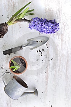 hyacinth blooming, shovel and flower pot with a little watering can on a white table