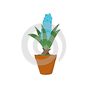 Hyacinth with blue blooming flower and green leaves. Indoor plant in brown pot. Nature plant for home interior. Flat