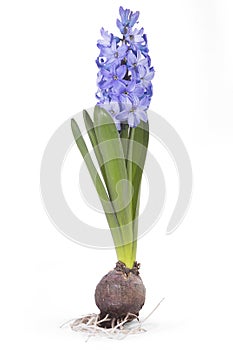 Hyacinth