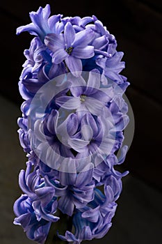 Hyacinth blue purple flower closeup macro on black