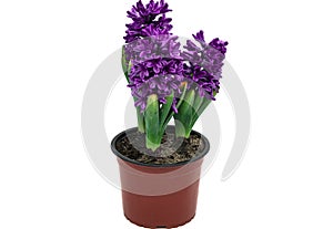 A hyacinth in a bouquet isolated on a white background