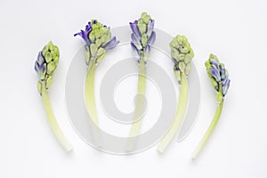 Hyacinth buds in arrangement