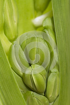 Hyacinth buds flowers detail