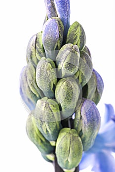 Hyacinth buds macro