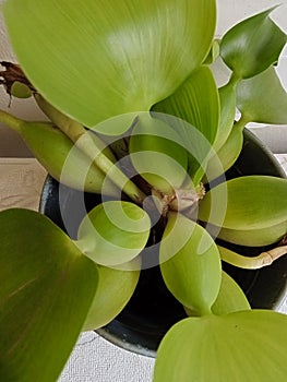Hyacinth bulb plants water