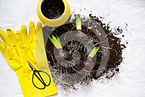 The hyacinth bulbs lie on the ground with scissors and gloves as they are transplanted into a pot