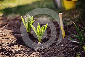 Hyacinth bulbs planted to garden bed in spring sunny day