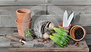 hyacinth with bulbs and roots for potted with shovel dirty and terra cotta flowerpot