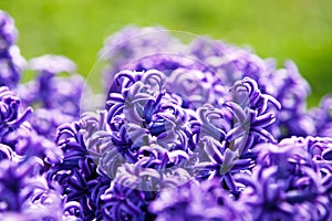 Hyacinth close-up