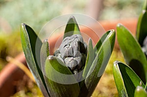 A hyacinth with closed buds in a flower pot