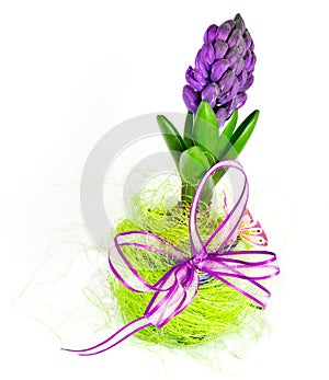 Hyacinth decoration