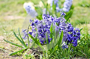 Hyacinth Delft Blue bloomed on a flowerbed