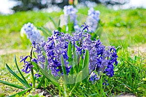 Hyacinth Delft Blue bloomed on a flowerbed