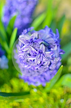 Hyacinth Delft Blue bloomed on a flowerbed