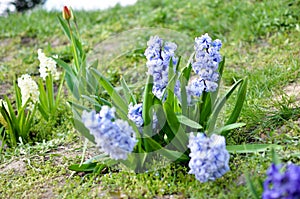 Hyacinth Delft Blue bloomed on a flowerbed