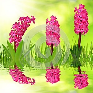 Hyacinth with dewy grass